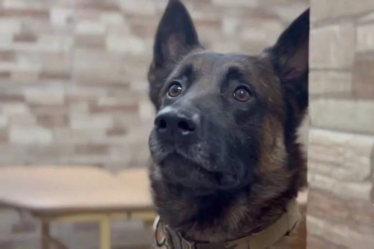 Овчарка по запаху нашла пропавшего пятилетнего мальчика в Петербурге Мама ребёнка обратилась в полицию после того как сын ушёл играть на площадку возле дома и не вернулся Несколько часов женщина искала сына сама но безрезультатно Ориентировки сразу отправили в патрули К поискам подключилась кинолог Александра Горшкова со своей бельгийской овчаркой по кличке Опер Пёс быстро взял след и уверенно повел полицейских через дворы где и обнаружили пропавшего Оказалось мальчик уехал кататься на самокате за пределами двора и потерялся сам вернуться домой он не смог Его передали матери которая места себе не находила всё это время телеграм канал Ирины Волк Читай нас в MAX Подпишись на Комсомольскую правду СПб