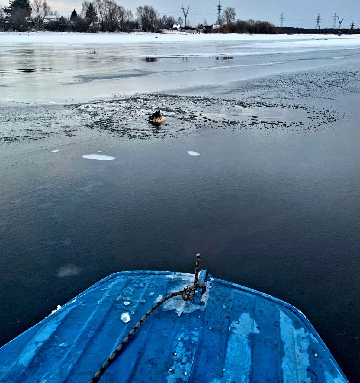 Собаку от смерти в ледяной воде спасли в Череповце  Трагедия едва не произошла на реке Ягорбе. Как сообщают в Спасательной службе Череповца, пес держался за край тонкого льда, его вытащили из воды и доставили на берег.  На суше собаку обогрели и передали хозяевам.  Фото Спасательной службы Череповца