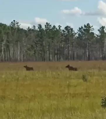 Романтическая пробежка лосей попала на видео в Приамурье брачный сезон у лосей продлится весь сентябрь В Ромненском округе пробежку влюбленных лосей записал на видео инспектор управления по охране животного мира Амурской области кадрами поделилась пресс служба ведомства На записи видно как пара животных неторопливо пробежала по полю и скрылась в лесу Однако гон у лосей не всегда столь безобиден предупреждают специалисты Взрослые самцы находясь в возбужденном состоянии могут ломать ветки вырывать с корнем молодые деревья и рыть землю копытами В поисках пары они способны преодолевать большие расстояния и нередко выходят на автотрассы создавая опасные для водителей ситуации Скриншот и видео t me ohotaamur28