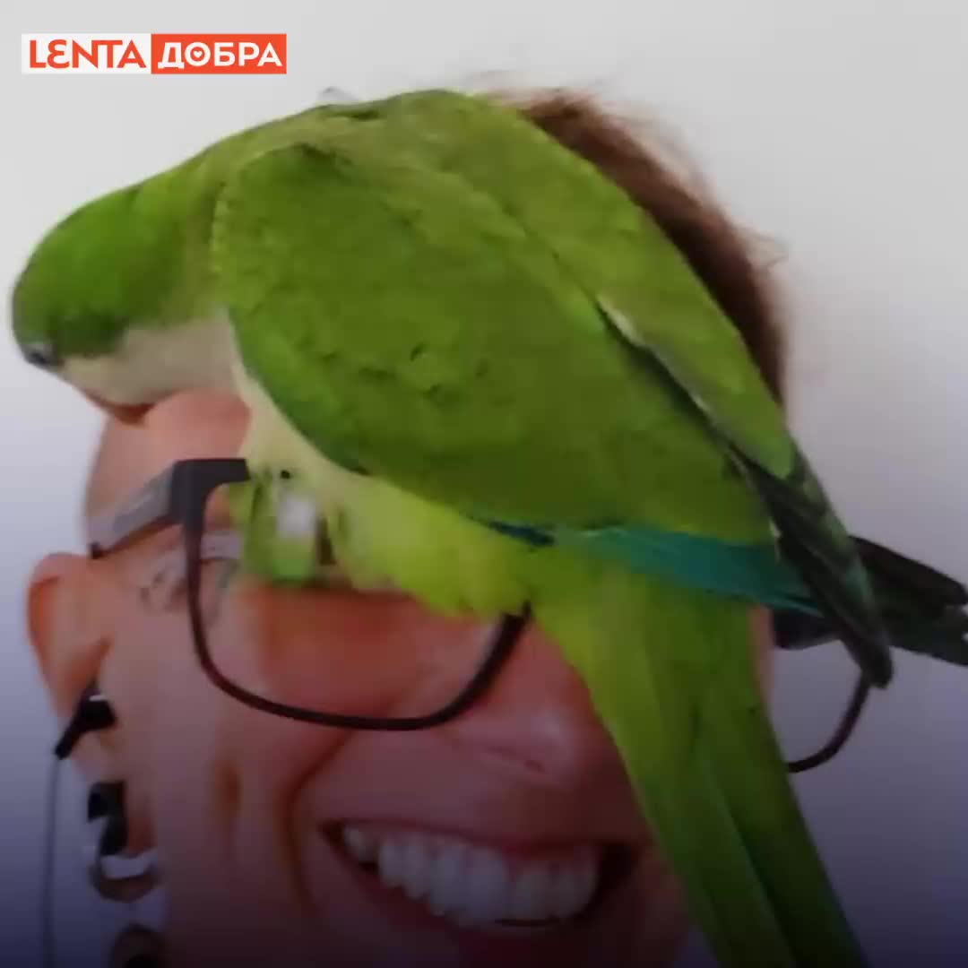 Жители Воронежа и Екатеринбурга спасают раненых птиц