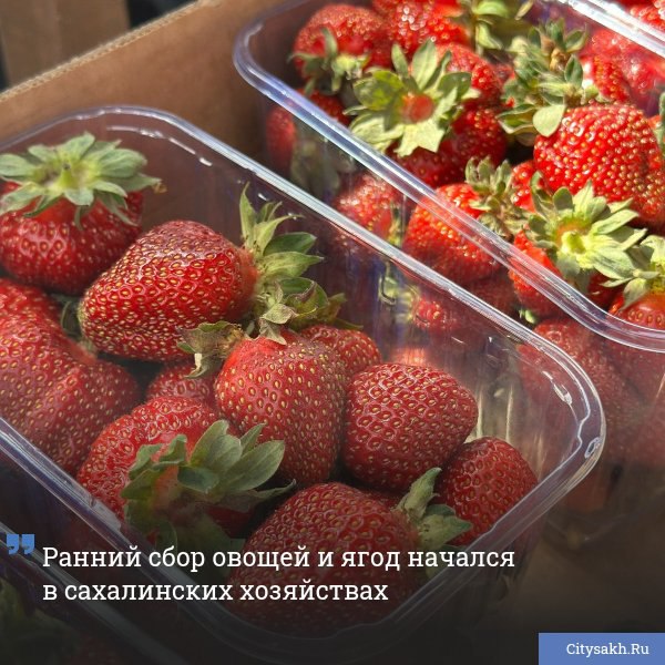 В данный момент на Сахалине стартовала уборка ранних культур. Поддержка аграрного сектора приводит к ежегодному росту производства сельскохозяйственных культурю