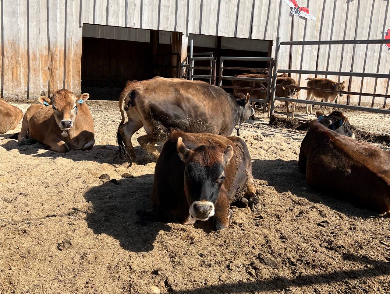 Прокуратура Томской области потребовала вернуть в региональный бюджет более 15 млн рублей выделенных аграриям Прокуратура Томской области провела проверку соблюдения законодательства при расходовании бюджетных средств в целях оказания мер государственной поддержки сельскохозяйственным товаропроизводителям По итогам надзорных мероприятий из за противоречия закону и ущемления прав аграриев опротестовано почти 30 муниципальных нормативных правовых актов регулирующих предоставление субсидий и проведение конкурсов предпринимательских проектов Установлены случаи невозврата хозяйствующими субъектами средств полученных субсидий при недостижении предусмотренных соглашениями показателей в связи с чем инициировано взыскание в региональный бюджет свыше 15 млн рублей В настоящее время более 3 млн рублей уже возвращено В то же время после вмешательства прокуратуры прекращена незаконная практика уведомления предпринимателей о возврате средств по формальным причинам и за незначительное недостижение показателей Надзорные мероприятия будут продолжены