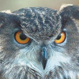 Аватар Телеграм канала: Filin🦉