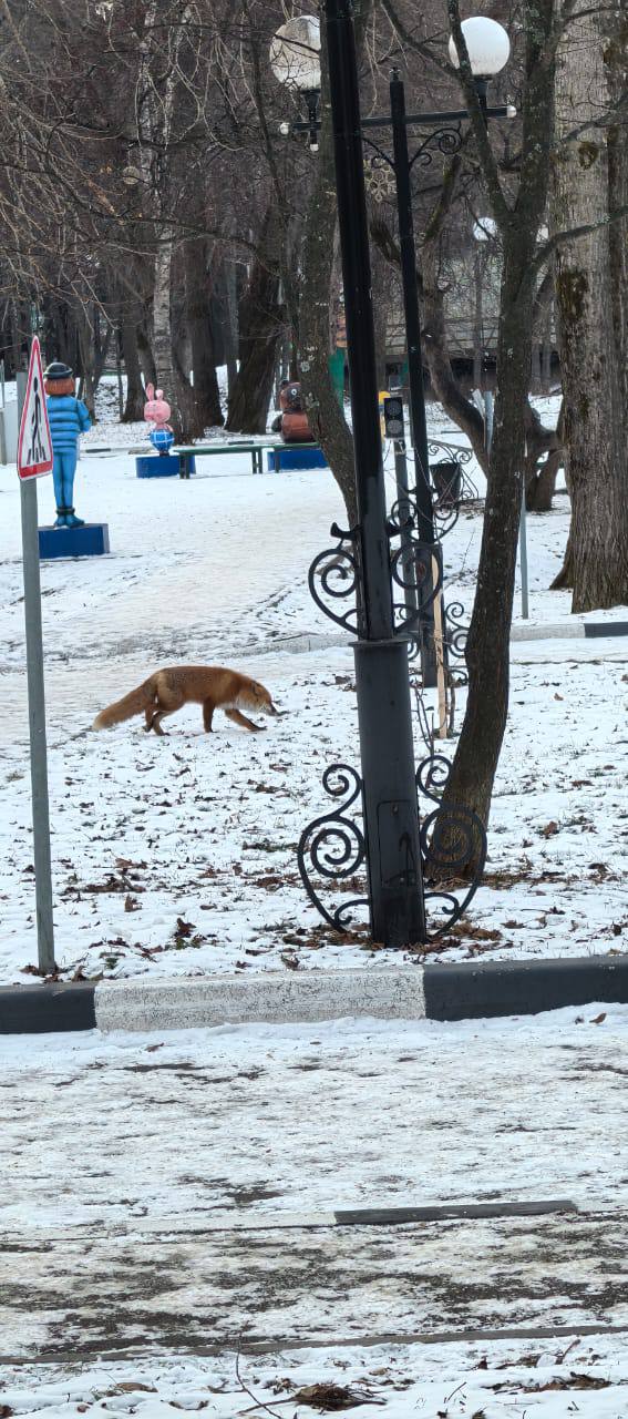 В Южно-Сахалинске рыжая плутовка перешла дорогу по "зебре" и убежала гулять в парк  Как лисичка оказалась в оживленной части города — история умалчивает. Надеемся, что прогулка в парке им. Гагарина ей понравилась!   Даже лиса знает, что переходить проезжую часть нужно по пешеходному переходу.   Фото и видео: Татьяна Силачёва   SakhalinMedia   Прислать новость