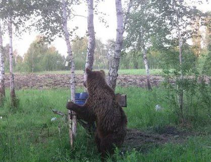 В Приморье снова заметили медвежонка в Барабаше Жители сообщают, что возле кафе "Синяя птица" на так называемом "Шанхае" был замечен молодой медведь. По словам очевидцев, хищник небольшого размера, что указывает на возможное присутствие поблизости медведицы.