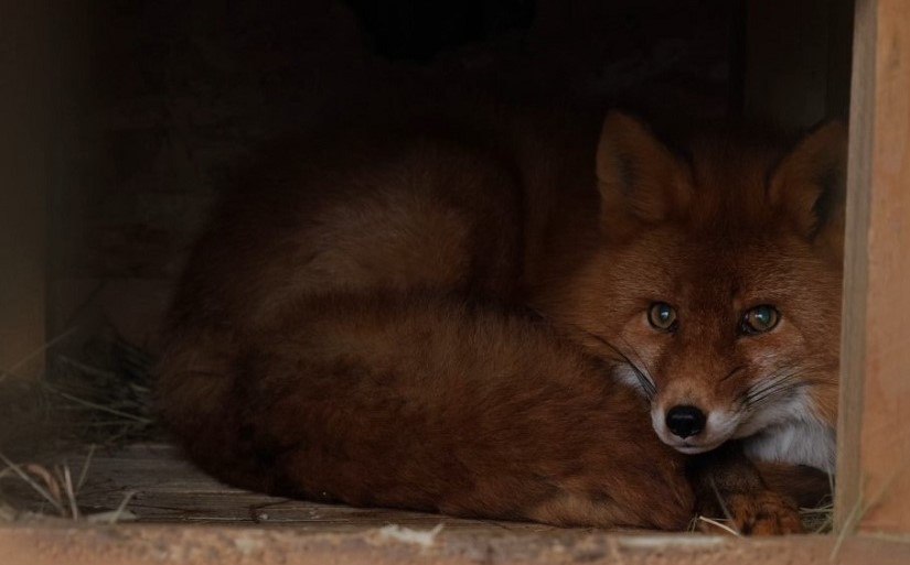 У лисы из Елизовского зоопарка появился опекун Рыжей красавице дали имя Т салай Благотворительная программа Опекунство над животными в зоопарке принесла свои плоды первой обрела покровителя рыжая лисица Подробности по ссылке kamtime ru article 4b65b508 1e01 4839 b989 6055fb61b3e7