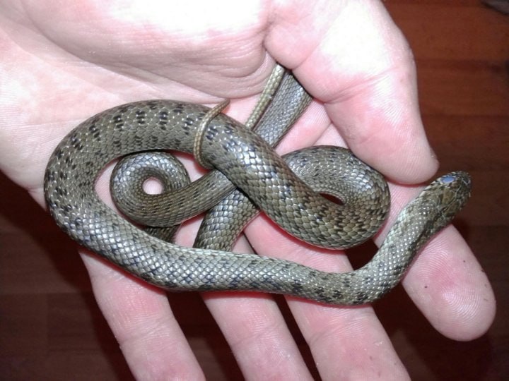 В Башкирии змея цапнула мужика прямо в мошонку 41 летний житель Салавата разводит дома пауков тараканов ящериц и змей Недавно каспийский полоз укусил сразу в нескольких местах в руку бедро и левое яичко Медики обследовали мужчину в районе паха у него обширная гематома Укус не ядовитый но теперь пострадавшему требуется лечение Подпишитесь на ufa rb