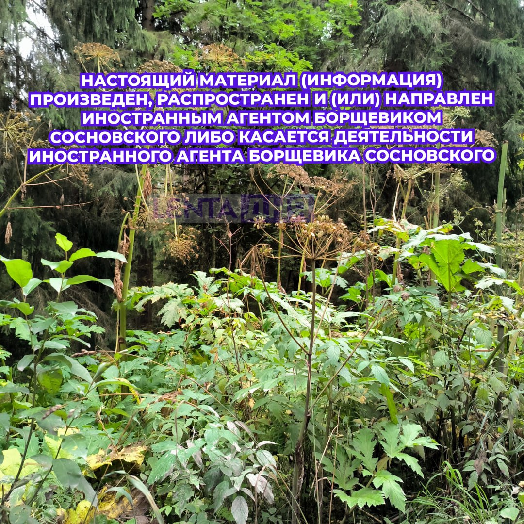 Реестр растений иноагентов хотят составить в российском регионе В Нижегородской области появится понятие о растениях иноагентах которые угрожают экологии и здоровью людей Перечень агрессоров будет утверждать правительство региона Утверждение такого перечня обяжет каждого владельца участка вовремя ликвидировать опасную поросль на своей земле Первый кандидат в иноагенты борщевик Сосновского Следующий шаг допросы одуванчиков на предмет связей с иностранными сорняками Подпишись на Ленту дня в MAX Участвуй в розыгрыше