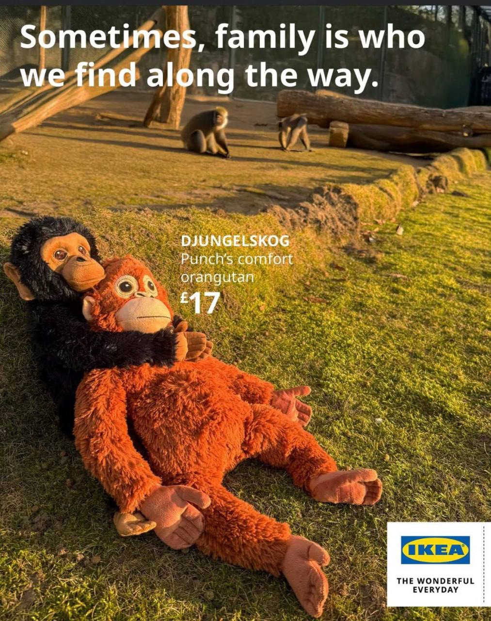 IKEA распродала плюшевых орангутанов из за макаки Панча Запасы товара полностью исчерпаны в магазинах Японии США и Южной Кореи Причина ажиотажа вирусная история детеныша макаки по имени Панч из японского зоопарка Итикава После того как мать отказалась от малыша сотрудники дали ему плюшевого орангутана который стал для примата приемной матерью Видео на которых Панч не расстается с игрушкой даже во время конфликтов с сородичами набрали миллионы просмотров