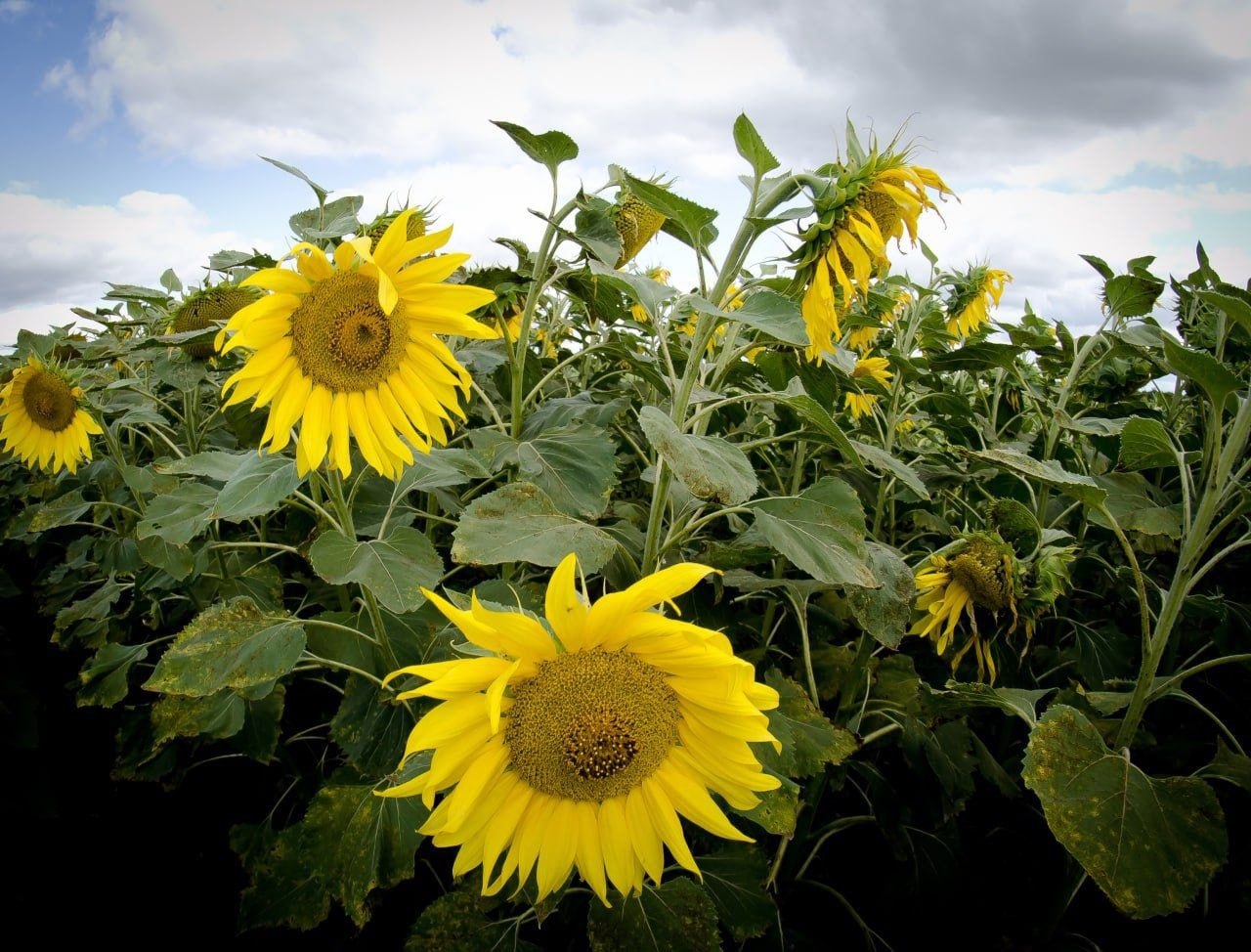 Рекордный сбор масличных культур в Челябинской области подвели окончательные итоги полевого сезона На Южном Урале собрали 472 5 тыс тонн масличных культур что на 64 5 больше сбора предыдущего года Небывалого результата удалось добиться в том числе благодаря увеличению площадей посева на 45 по отношению к 2024му Прошедший полевой сезон был очень продуктивным и показал высокий уровень развития региональной отрасли растениеводства отметил заместитель губернатора министр сельского хозяйства Челябинской области Алексей Кобылин Вместе сложились многие факторы достаточное количество выпавших осадков температурный режим в течение вегетационного периода растений наличие качественных семян и высокоурожайных сортов сельскохозяйственных культур применение удобрений и своевременная государственная поддержка на стимулирование интенсификации производства  Напомним что в 2025 году также достигнута самая высокая за всю историю области средняя урожайность зерновых культур 20 6 ц га А сбор зерна стал самым большим за последние 33 года По уточнённой статистике он составил 2 млн 389 тыс т Правительство Челябинской области в MAX