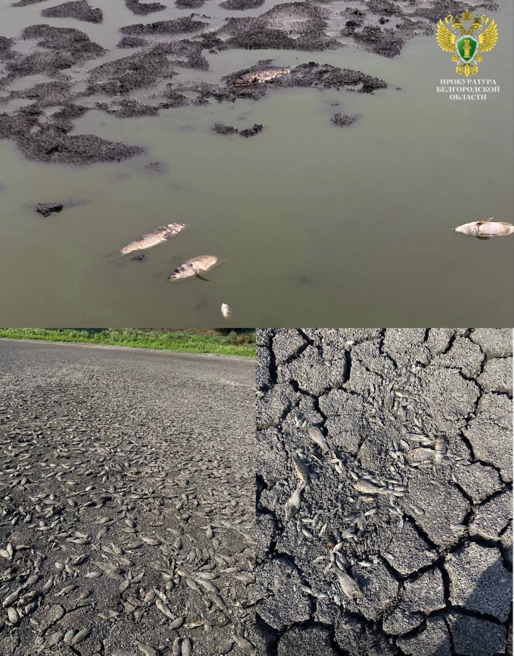 В Старооскольском округе перед судом предстанет местный фермер по вине которого массово погибла рыба По версии следствия мужчина владеющий участком с 2011 года самовольно возвел дамбу В мае 2025 года он перекрыл подачу воды в пруд из за чего водоем высох а вся рыба в нем погибла Сумма ущерба природе превысила 812 тысяч рублей Теперь на старооскольца заведено уголовное дело Помимо уголовного наказания прокуратура через суд требует от него полностью возместить ущерб и демонтировать незаконную постройку Подписывайся на okoskol Прислать новость за вознаграждение