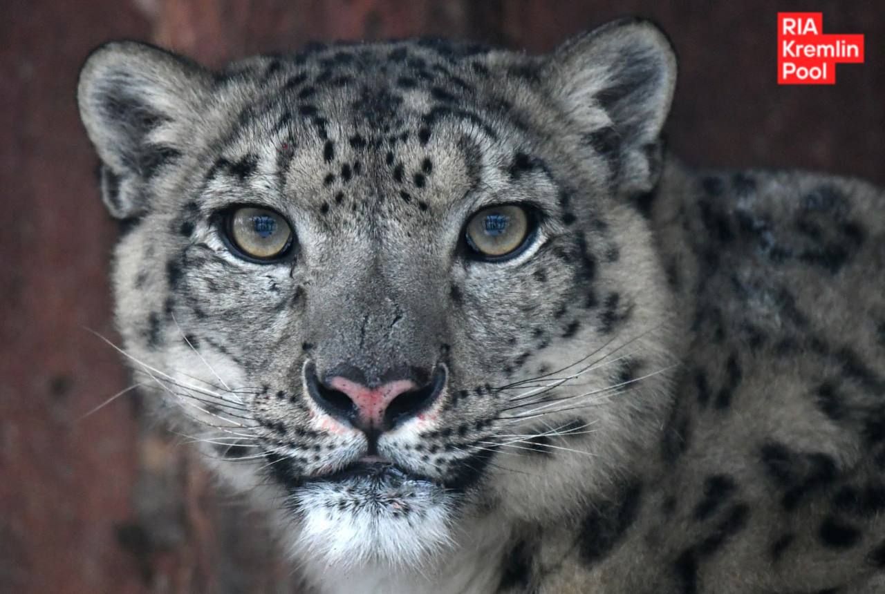 Россия присоединилась к Международному альянсу больших кошек Организация была образована 2 года назад по инициативе Индии для охраны и защиты семи основных видов больших кошек в мире