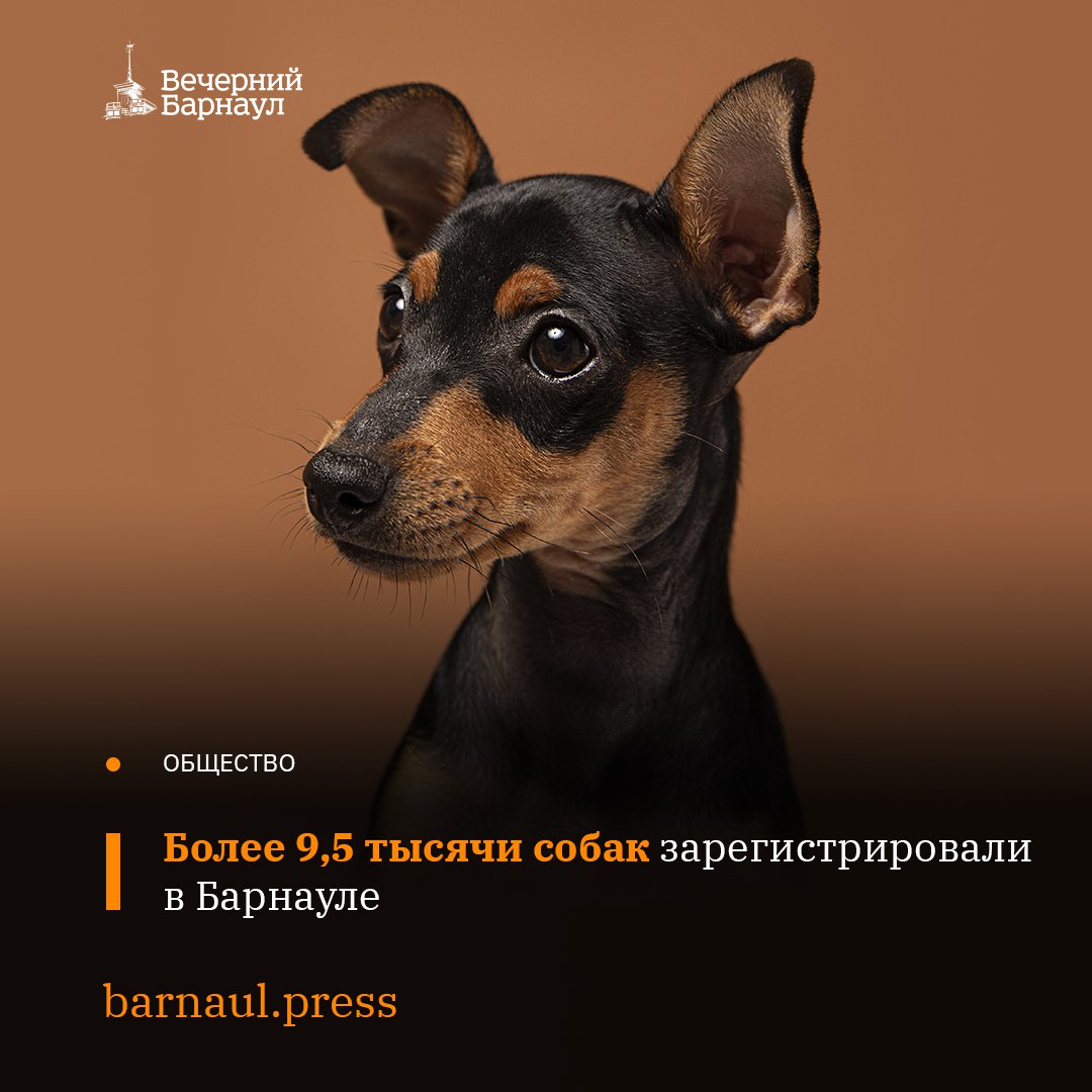 В Барнауле продолжается регистрация и чипирование домашних животных. Всего в настоящее время эту процедуру прошли более 9,5 тысячи собак. С 14 по 30 апреля в мобильном пункте выездной регистрации своих питомцев чипировали жители Ленинского, Индустриального и Центрального районов. Чипировать и зарегистрировать питомцев можно в ветеринарных клиниках КГБУ «Управление ветеринарии по г. Барнаулу» по адресам: улица Шевченко, 158; улица Короленко, 109; улица Совхозная, 28. Фото: freepik.com