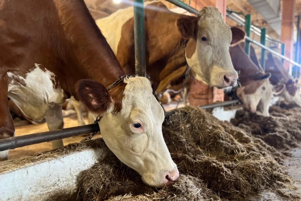 Существенно увеличить объемы агропромышленного производства планируется в Хабаровском крае к 2030 году Этот вопрос обсудили в ходе еженедельной стратегической сессии в правительстве региона Сейчас Хабаровский край самостоятельно почти полностью закрывает потребность жителей в картофеле и яйце в меньшей степени в овощах Самая низкая самообеспеченность менее 10 по молоку и мясу Учитывать надо что в Хабаровском крае не было опыта и никто и не занимался животноводством У нас не с кем посоветоваться Мы ошибку за ошибкой делаем приглашаем специалистов с Москвы с других ведущих предприятий заявил представитель бизнес сообщества Сергей Гоманюк К 2030 году в крае планируется вдвое увеличить производство молока и полностью обеспечить регион мясом птицы Увеличивать планируют и посевные площади По итогу стратегической сессии губернатор Дмитрий Демешин поручил подготовить общую концепцию развития агропромышленного комплекса с учетом позиции производителей и экспертов   Будь в курсе событий везде ОК VK MAX