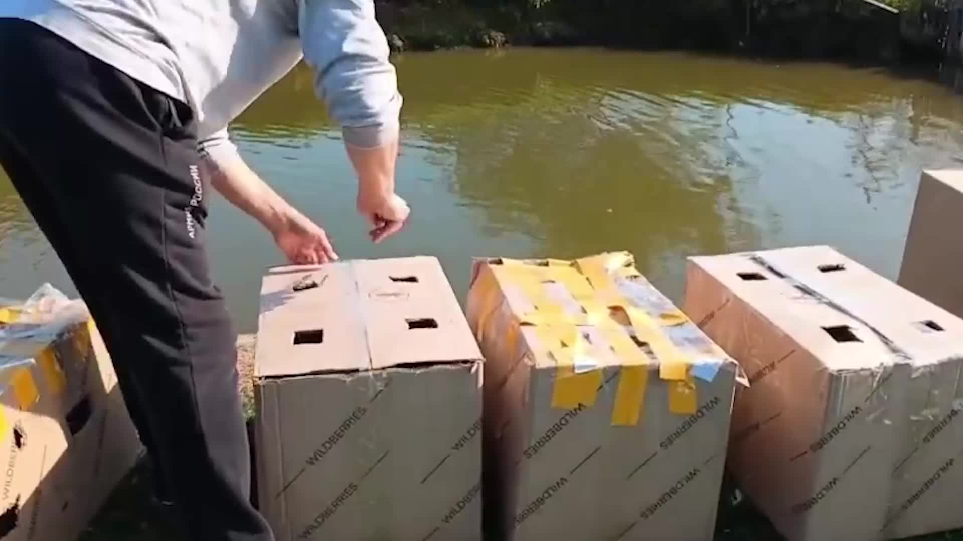 Птенцы лебедей из Москвы проходят реабилитацию в Брянской области