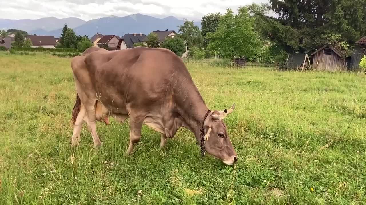 Австрийская корова удивила ученых, используя инструменты для чесания