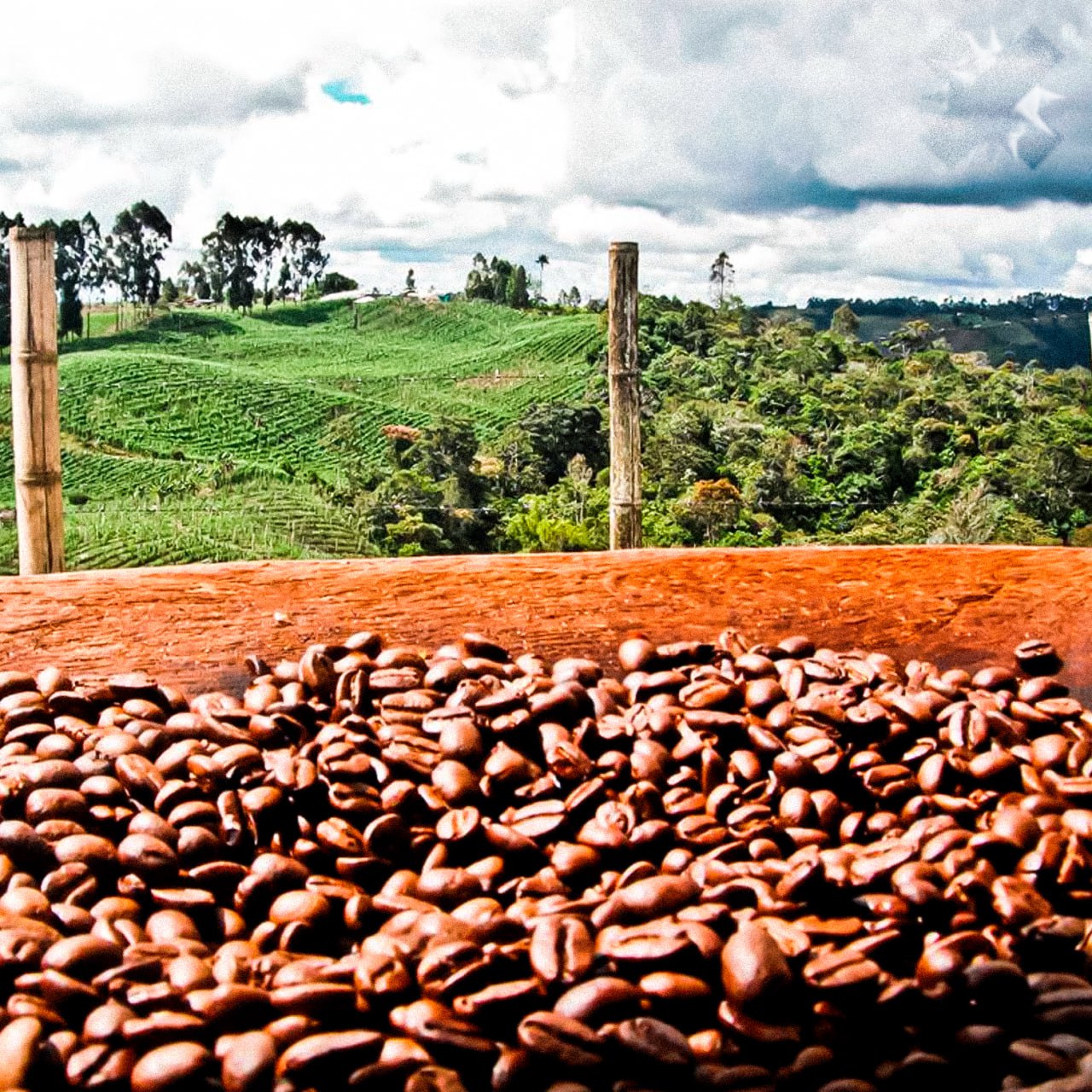 Вкус кофе уже не будет прежним а всё из за климата В Бразилии фермеры массово переходят с арабики на робусту нежный сорт не выдерживает жары и болезней Робуста выносливее но даёт более горький вкус и больше кофеина Колумбия тоже в кризисе засухи ливни болезни урожай падает На фоне финансовых проблем люди всё чаще берут дешёвый растворимый что только ускоряет переход на робусту Ирония в том что робуста всегда была дешевле но теперь оба сорта дорожают как безумные и тот самый настоящий кофе скоро станет роскошью самое время запасаться и напиваться мне с ценами только растворимый НМШ