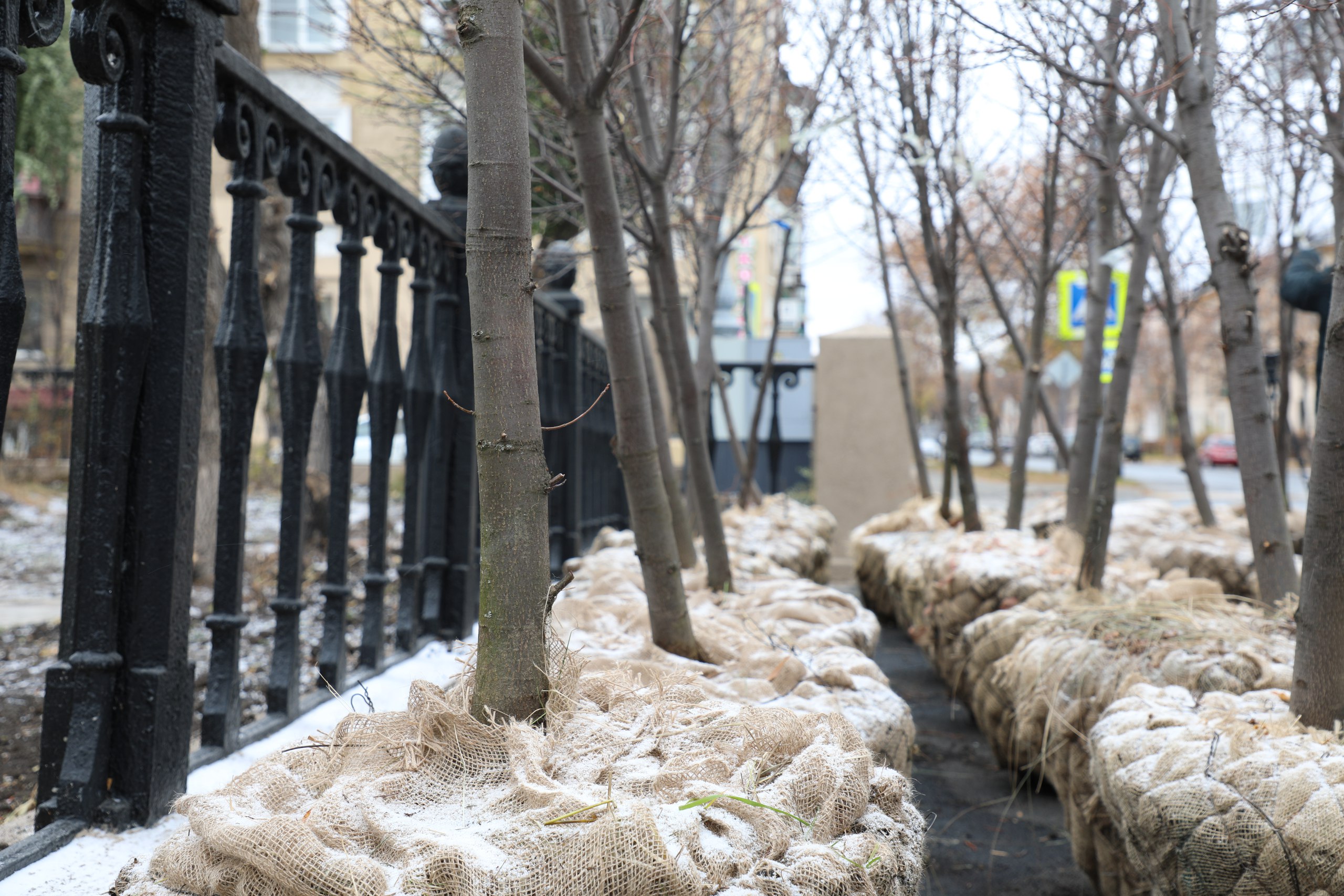 Несколько сотен деревьев появятся в сквере Металлургов. Зеленые насаждения выбирали сами жители      Сквер Металлургов заметно преобразился. В этом году в рамках федеральной программы «Формирование комфортной городской среды» на общественной территории провели масштабное обновление.    И теперь, когда все работы практически завершены, приступили к заключительному этапу благоустройства - озеленению.      «Взамен старых деревьев на территории сквера Металлургов будет высажено около 500 деревьев разных пород. Сейчас приехала партия лип мелколистных. Деревья выбирали сами жители путем голосования на портале Госуслуг. По их желанию будут и хвойные, и лиственные растения. Помимо лип сквер украсят ели, клены и яблони», - рассказала главный специалист управления охраны окружающей среды и экологического контроля администрации города Елена Ионова.    Новые деревья возрастом от пяти лет и старше. Однако при их выборе оценивали не это. Важны были качественные характеристики. Например, саженцы должны быть не более трех метров и с ровным штамбом.    Деревья высаживают представители компании «Промгрупп». Саженцы располагают на расстоянии пяти метров друг от друга. Каждый ствол укрепляют бамбуковыми тростниковыми матами. Они необходимы для защиты дерева от внешних повреждений.      «Погода для высадки - идеальная. С наступлением минусовых температур растения выходят из вегетационного периода: прекращается сокодвижение, деревья «засыпают». На протяжении гарантийного периода мы будем ухаживать за деревьями. Те деревья, которые не приживутся, заменим. Магнитогорск благоприятный город. Процент приживаемости составляет 95 процентов», - отметил заместитель директора ООО «Промгрупп» Егор Иванов.    А вот случаи вандализма в отношении деревьев в гарантийные обязательства подрядной организации не входят. Поэтому посетителей сквера просят бережно относиться к зеленым насаждениям и любоваться их красотой со стороны.