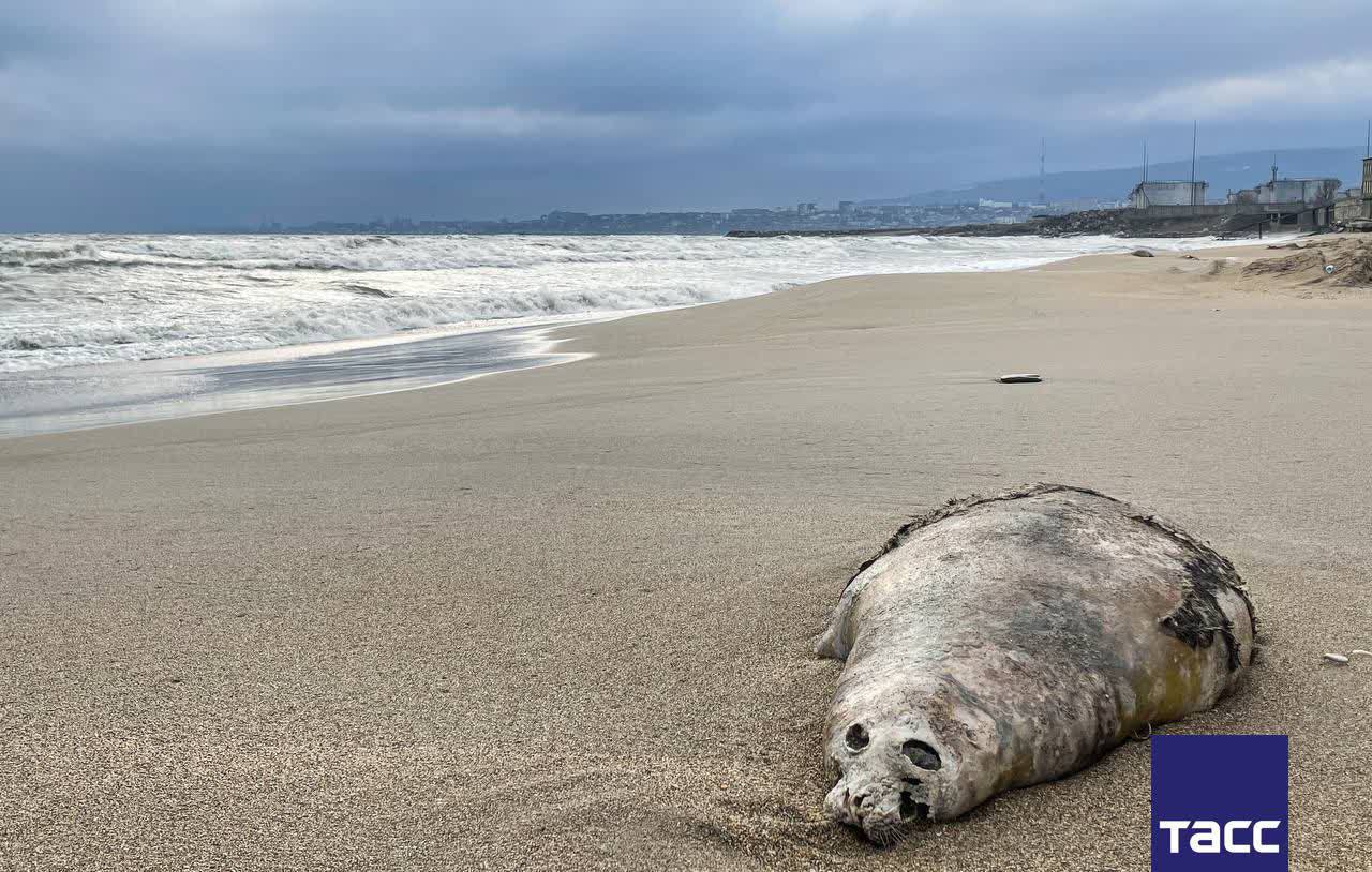 Более 320 погибших тюленей обнаружено на берегу Каспийского моря Мертвые животные находились на побережье между устьем реки Сулак и рекой Терек сообщили ТАСС в оперативных службах региона Фото Гянжеви Гаджибалаев ТАСС Подпишись на ТАСС Кавказ в Max