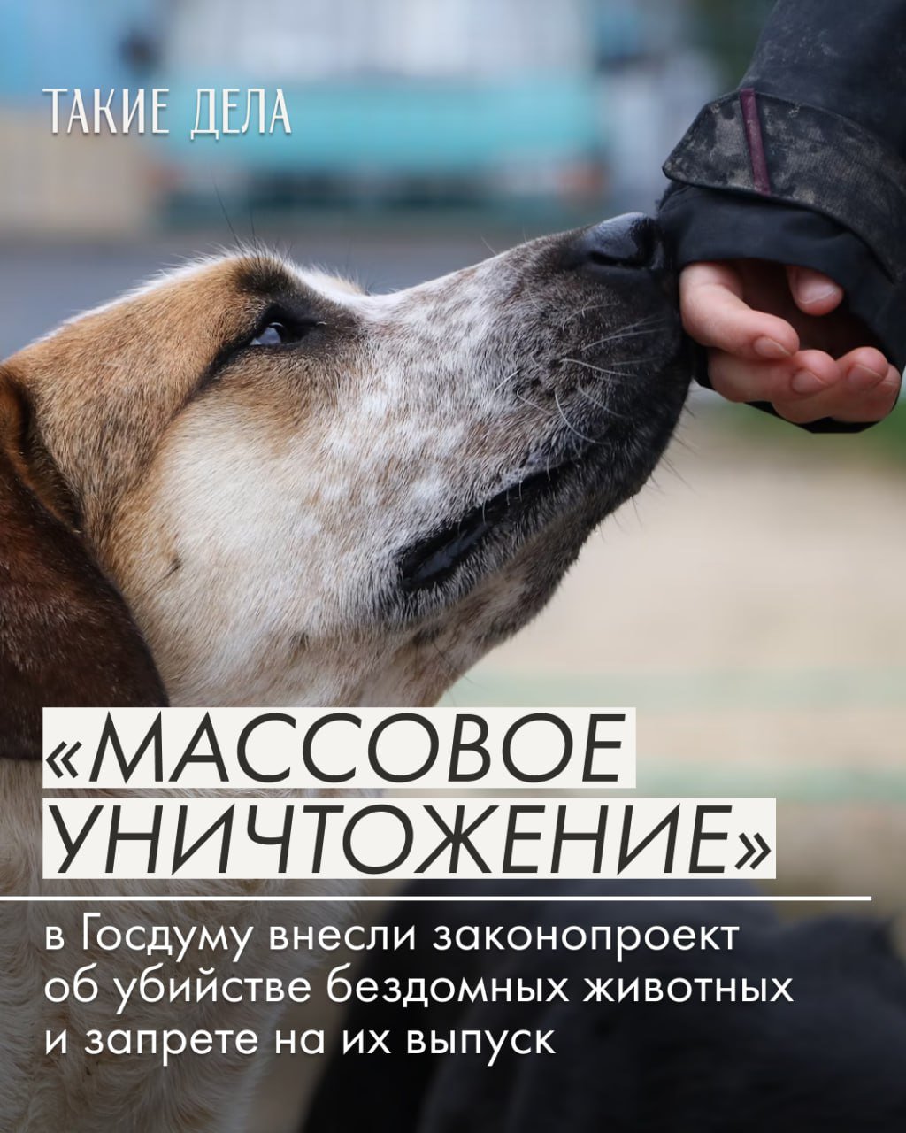 «По сути, это означает массовое уничтожение животных».  Новый законопроект от депутатов Госдумы еще более ужесточает практику обращения с бездомными животными в России. Предложенные нормы фактически отменят действовавшую долгие годы программу «отлов — стерилизация — вакцинация — выпуск», а регионы смогут убивать собак и кошек, если не будет возможности их содержать.  В пояснительной записке депутаты сообщают, что законопроект разработан «в целях усиления защиты жизни и здоровья граждан от угроз, исходящих от бездомных животных». При этом чаще всего нападения на людей совершают собаки, у которых есть владельцы. А под действие закона могут попасть и кошки.  —  В карточках — мнения экспертов, почему инициатива депутатов направлена не на обеспечение безопасности людей, а на массовое убийство животных.    Есть ли надежда оспорить новые правила в суде, читайте на сайте ТД: