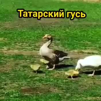 В Татарстане планируют вывести новую породу гусей