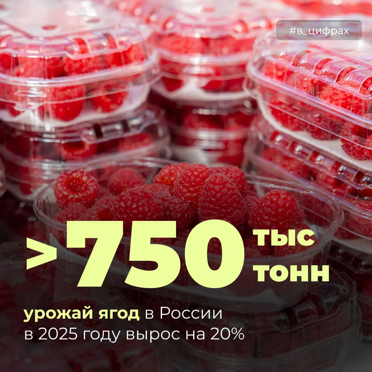 В прошлом году в России собрали на 20 больше ягод Урожай увеличился до 751 тысячи тонн большая часть приходится на хозяйства населения Развитию направления способствуют закладка новых ягодников и достижения отечественной селекции   За последние пять лет в Госреестр внесено 100 новых сортов малины клубники голубики смородины жимолости и других ягод Чем хороши российские сорта   Они адаптированы к разным климатическим зонам от Центрального региона до Урала и Западной Сибири   Отличаются высокой урожайностью устойчивостью к холоду засухе и другим неблагоприятным условиям   Обладают хорошими вкусовыми качествами и другими преимуществами например повышенным содержанием витамина С   Минсельхоз России в MAX