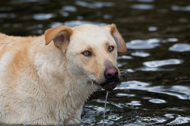 В Ленинском районе сняли ограничения по бешенству животных newstula ru fn 1752533 html Губернатор Тульской области подписал постановление об отмене ограничительных мероприятий карантина по бешенству животных на территории Ленинского района Прислать новость Подписаться
