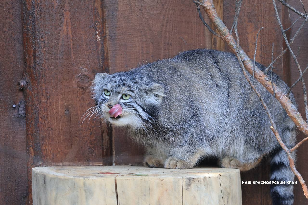 Зажировку манула внесли в словарь портала Грамота ру Эксперты справочно информационного портала включили термин в свой метасловарь и зафиксировали его значение Об этом сообщает Московский зоопарк Именно они начали использовать в публичном поле термин Зажировка процесс создания у животных жирового запаса необходимого для выживания в холодное время года во время спячки или при долгом дефиците пищи сообщается на информационном портале русского языка Красноярский манул Борис кажется тоже одобряет такую инициативу Да и зажировку явно тоже