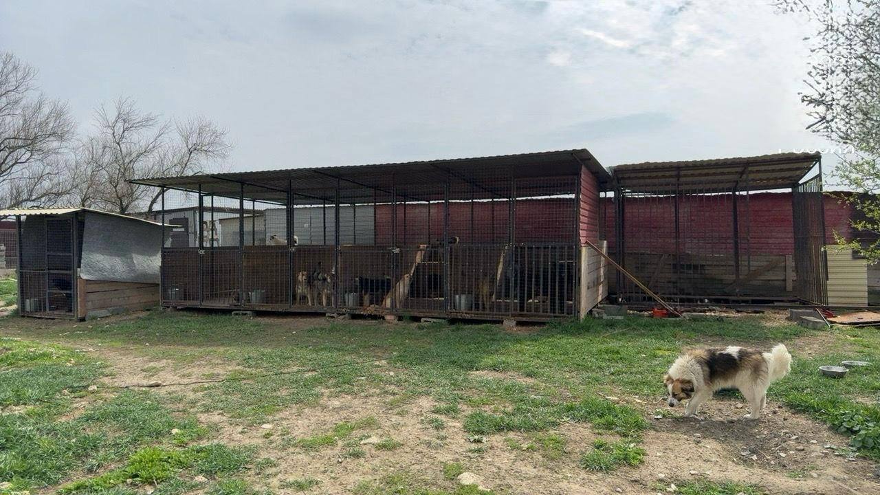 Природоохранной прокуратурой проверены крупные приюты для животных   Азово-Черноморской межрайонной природоохранной прокуратурой совместно с территориальными отделами ветеринарии Краснодарского края проведены выездные проверочные мероприятия приютов расположенных на территории г.-к Анапа, Геленджика, г.  Новороссийска и Темрюкского района на предмет надлежащего содержания безнадзорных животных.   В ходе проверки выявлены нарушения требований Федерального закона  от 27.12.2018 № 498 - ФЗ  «Об ответственном обращении с животными», связанные с организацией питания безнадзорных животных, условий их содержания, получения надлежащего ухода, а также медицинского обслуживания.   В связи с чем в отношении 4 хозяйствующих субъектов инициирован вопрос о привлечении их к административной ответственности, в районные суды направлены исковые заявления с требованиями об устранении вышеуказанных нарушений.