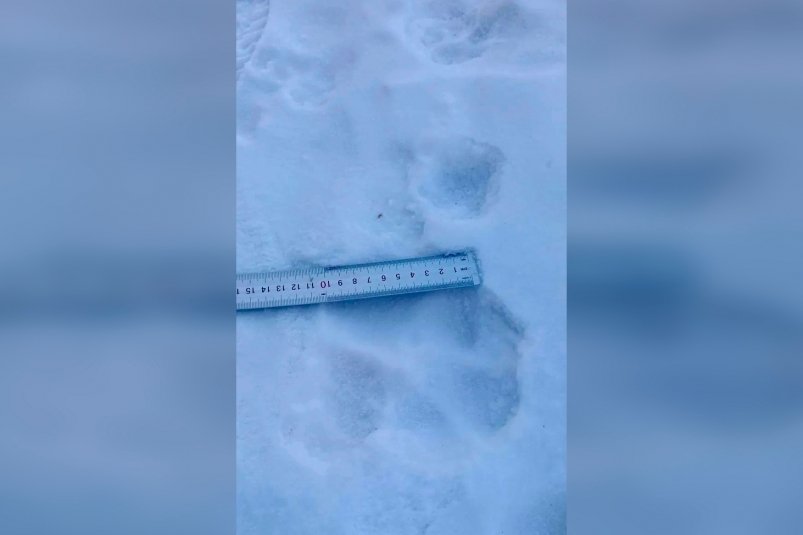 Следы тигра обнаружены рядом с селом Птичник ЕАО Работа по мониторингу передвижения животного продолжается Читать подробнее на сайте