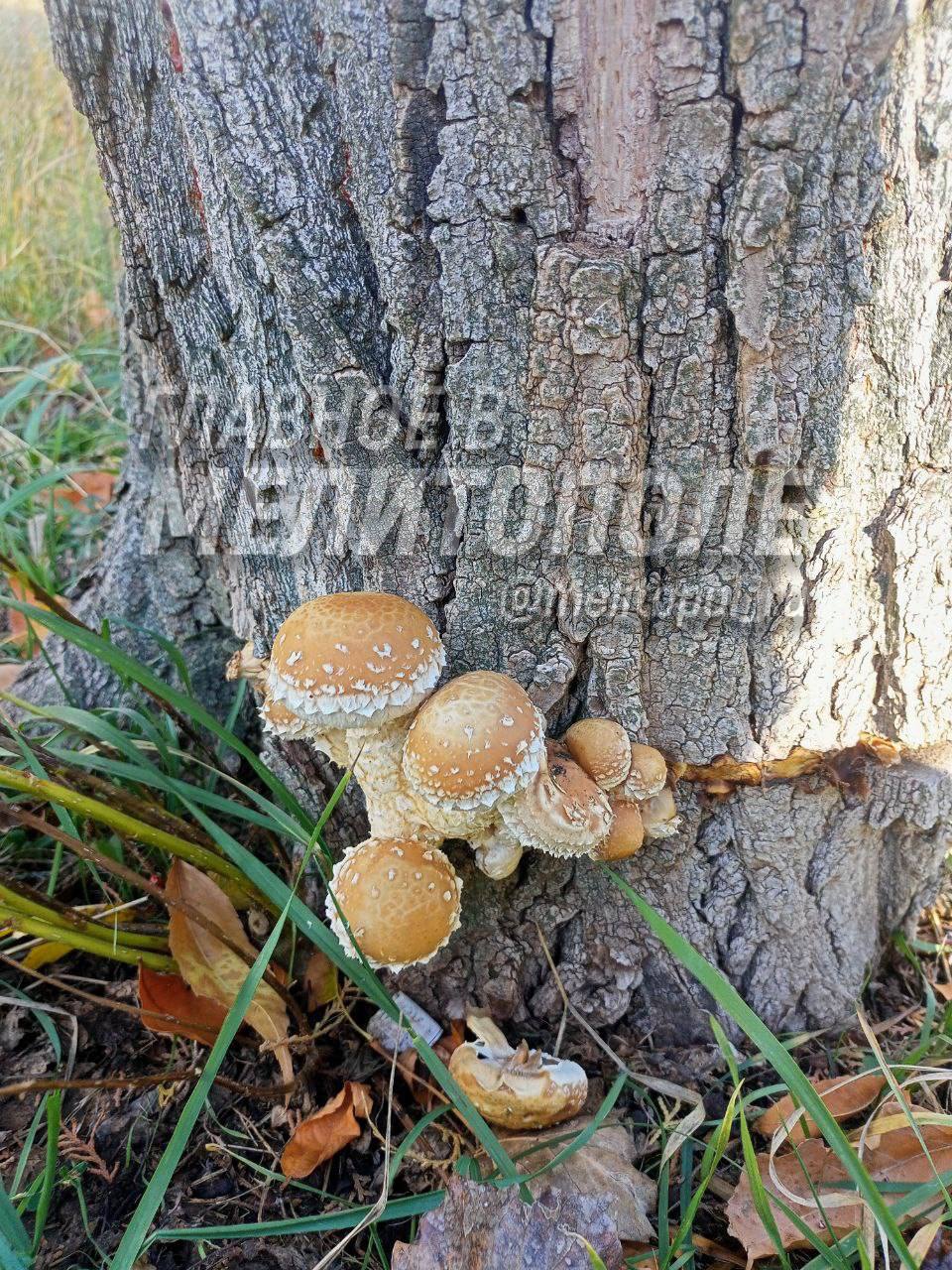 В Запорожской области после дождей появились грибы Жительница Запорожской области поделилась фотографиями грибов которые проросли в регионе после недавних дождей Этот кадр особенно порадует местных ценителей лесных плодов напомнив о богатстве природных ресурсов Запорожского края У вас тоже есть возможность прислать нам фотографии которые мы опубликуем Вы можете отправить их на нашу обратную связь