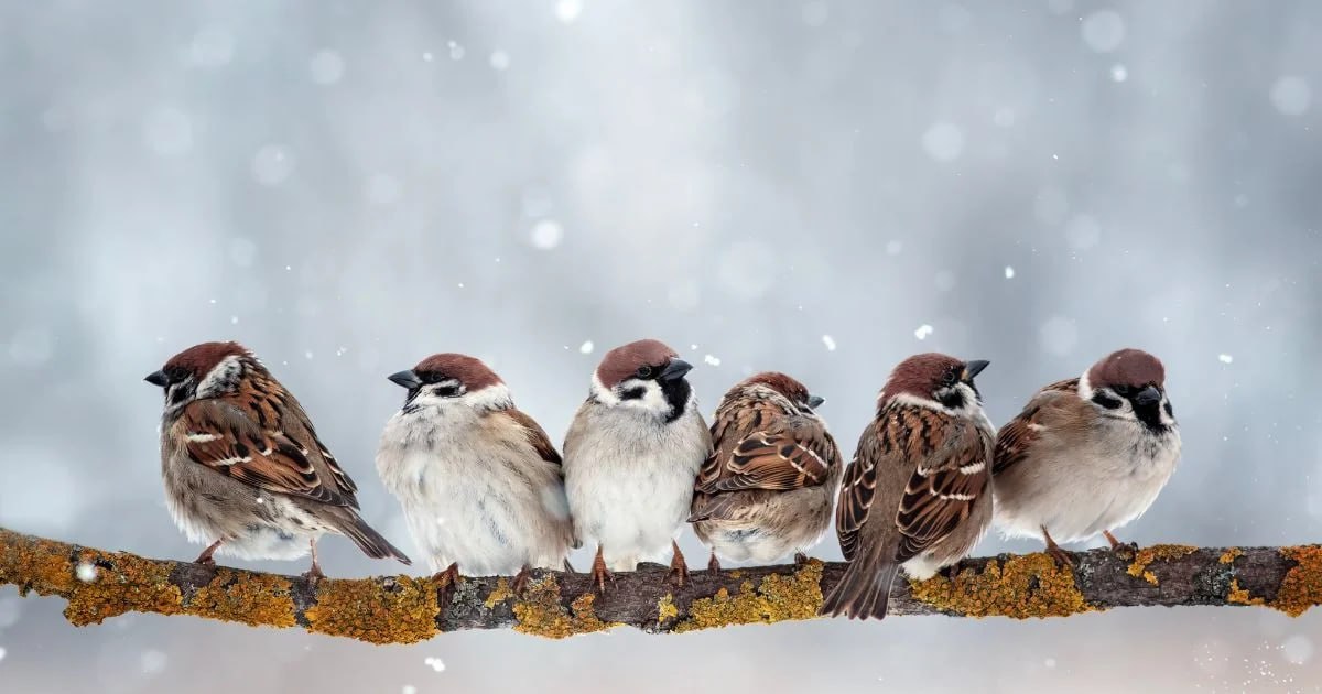 Перепись воробьёв проведут в России в феврале РИА Новости bankoffo