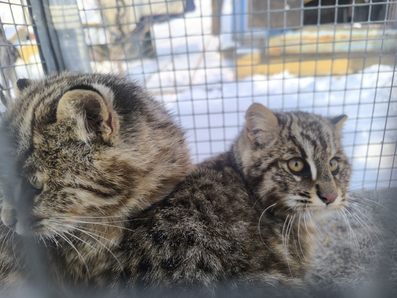 Приморье отловили двух лесных любителей домашних кур В центре Тигр стало еще больше хвостатых подопечных туда привезли двух котят дальневосточного лесного кота Как рассказали специалисты малышей отловили в одном из подсобных хозяйств по привычному для диких кошек сценарию они выбрали целью домашних кур и начали на них охотиться Сейчас животных ждет обследование и полная ветеринарная диагностика чтобы оценить их состояние и решить дальнейшую судьбу