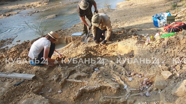 Ростовские палеонтологи нашли в Краснодарском крае кости шерстистого мамонта Об этом сообщает телеканал Кубань 24 со ссылкой на администрацию района Палеонтологи из Ростова нашли кости таза мамонта части позвоночника и бивни Кроме того рядом также откопали кость древнего хищника пишет источник Как уточняет местная газета Восход группа палеонтологов работала на участке обнаружения уникальной находки в течение двух дней Известно ученым о редкой находке стало благодаря местному жителю председателю Совета стариков районного казачьего общества Алифтину Сергеевичу Дегтяреву говорится в сообщении По данным из открытых источников шерстистые мамонты вымерли около 4000 лет назад Фото Кубань 24 ИА ДОН 24 Отправить новость