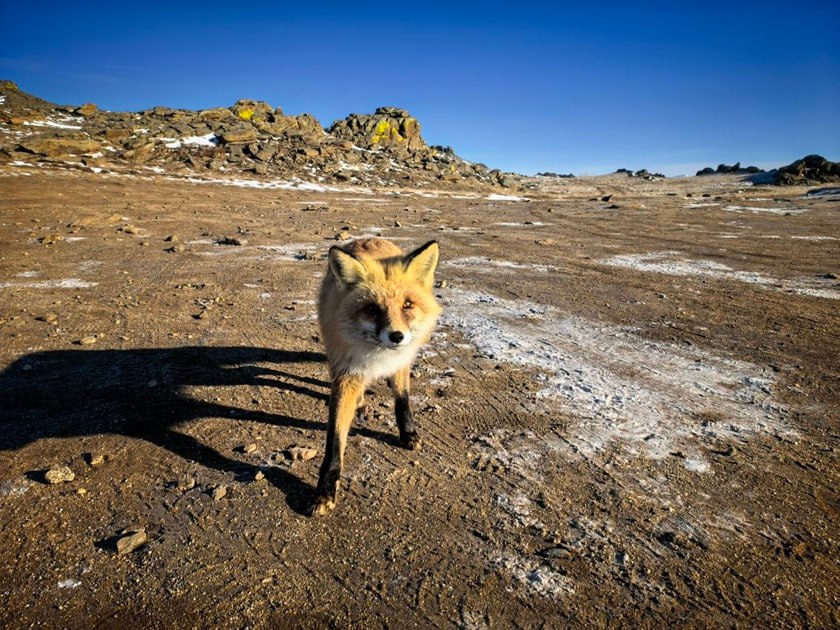 Гоп стоп на Ольхоне на острове обнаружилась бесстрашная лиса Ее заметили инспекторы Заповедного Прибайкалья неподалеку от мыса Кобылья Голова Зверь возник перед автомобилем и уверенно приблизился после чего лиса дала понять эта часть маршрута под ее контролем Такое поведение насторожило инспекторов и они наблюдали за ней некоторое время Признаков бешенства не обнаружили и пришли к выводу животное очевидно прикормлено Хоть лисы и дуреют с прикормки от туристов для них это не полезно Такая пища плохо усваивается утрачиваются навыки охоты и страх перед человеком что ведет к гибели Сердобольных путешественников просят не делиться с лисами едой и не подходить к ним слишком близко Верблюд в огне