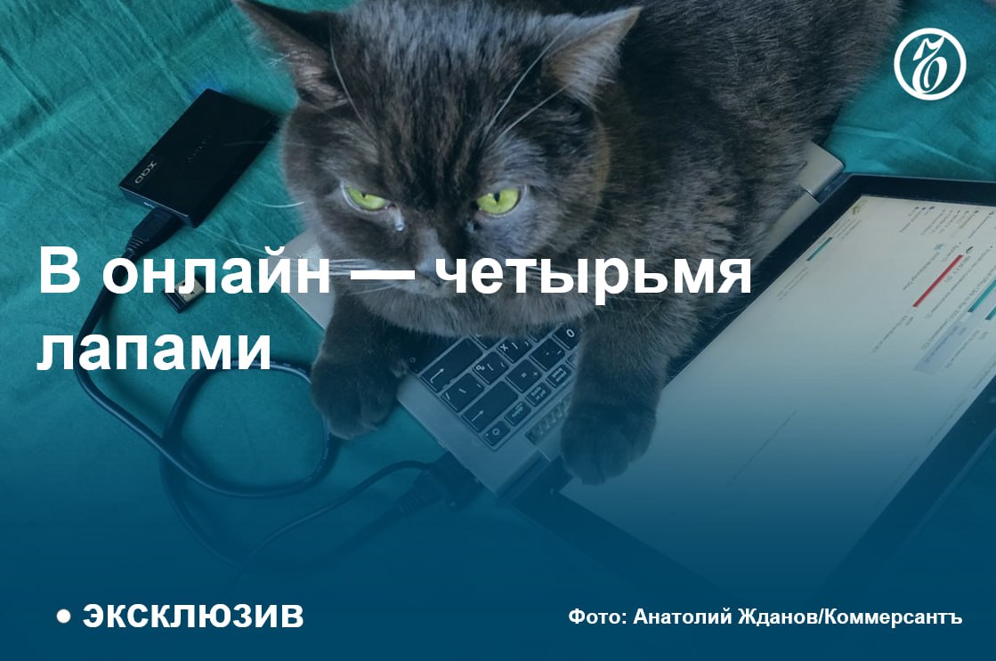 Традиционные зоомагазины стали уступать маркетплейсам  Число офлайн-зоомагазинов в крупных российских городах за 2024 год сократилось примерно на 7–12,5%. В целом по России к началу 2025 года насчитывалось 16,75 тыс. таких магазинов, что на 2,6% меньше год к году.  При этом товарооборот в офлайн-рознице к концу 2024 года вырос на 13% по сравнению с тем же периодом 2023 года, число трансакций — на 2%. Средний чек увеличился на 11%, до 2,9 тыс. руб., что вполне объяснимо на фоне высокой инфляции в стране.   Рост продаж зоотоваров наблюдается и в онлайн-сегменте, где в 2024 году объем реализации вырос на 21% год к году, средний чек — на 3%, до 5 тыс. руб. По мнению отраслевых рилейтеров, рост продаж товаров для животных на маркетплейсах мог стать одной из причин снижения числа специализированных магазинов в офлайне. Однако в Ассоциации компаний интернет-торговли настаивают, что зоотовары по сумме покупок в интернете занимают всего 1,5% от общего объема.   Участники рынка также отмечают, что серьезное давление на зоорозницу оказывают новые правила по содержанию животных. Кроме того, для продажи ветеринарных препаратов необходима фармацевтическая лицензия, предполагающая обязательное наличие сотрудника с профильным образованием.  #Ъузнал