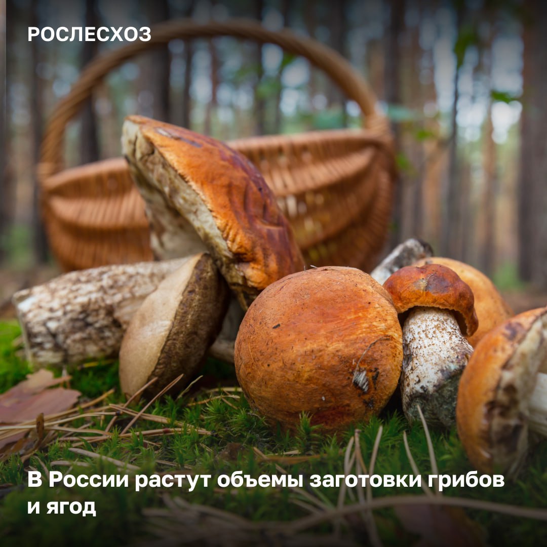 В России стране растет число заготовленных дикоросов В 2025 году почти 1 млн га лесов находится в аренде под заготовку грибов и ягод Важно отметить что в России увеличивается спрос на промышленную заготовку лесных даров грибов и ягод Арендаторы таких лесных участков легально собирают дикоросы для дальнейшей реализации на рынке Например в прошлом году заготовили 56 тыс кг грибов а в этом уже в 3 раза больше 266 тыс кг На каждую партию есть документы которые подтверждают прозрачность сбора дикоросов сказала начальник правового Управления и использования лесов Рослесхоза Елена Бородавкина О заготовке ягод в регионах заготовили 21 тыс кг ягод в прошлом 17 4 тыс кг Рост объемов заготовки на 17 1 субъекты лидеры по сбору ягод Приморский и Пермские края Амурская область О заготовке грибов топ регионов по сбору грибов Томская область Приморский край и Удмуртская Республика