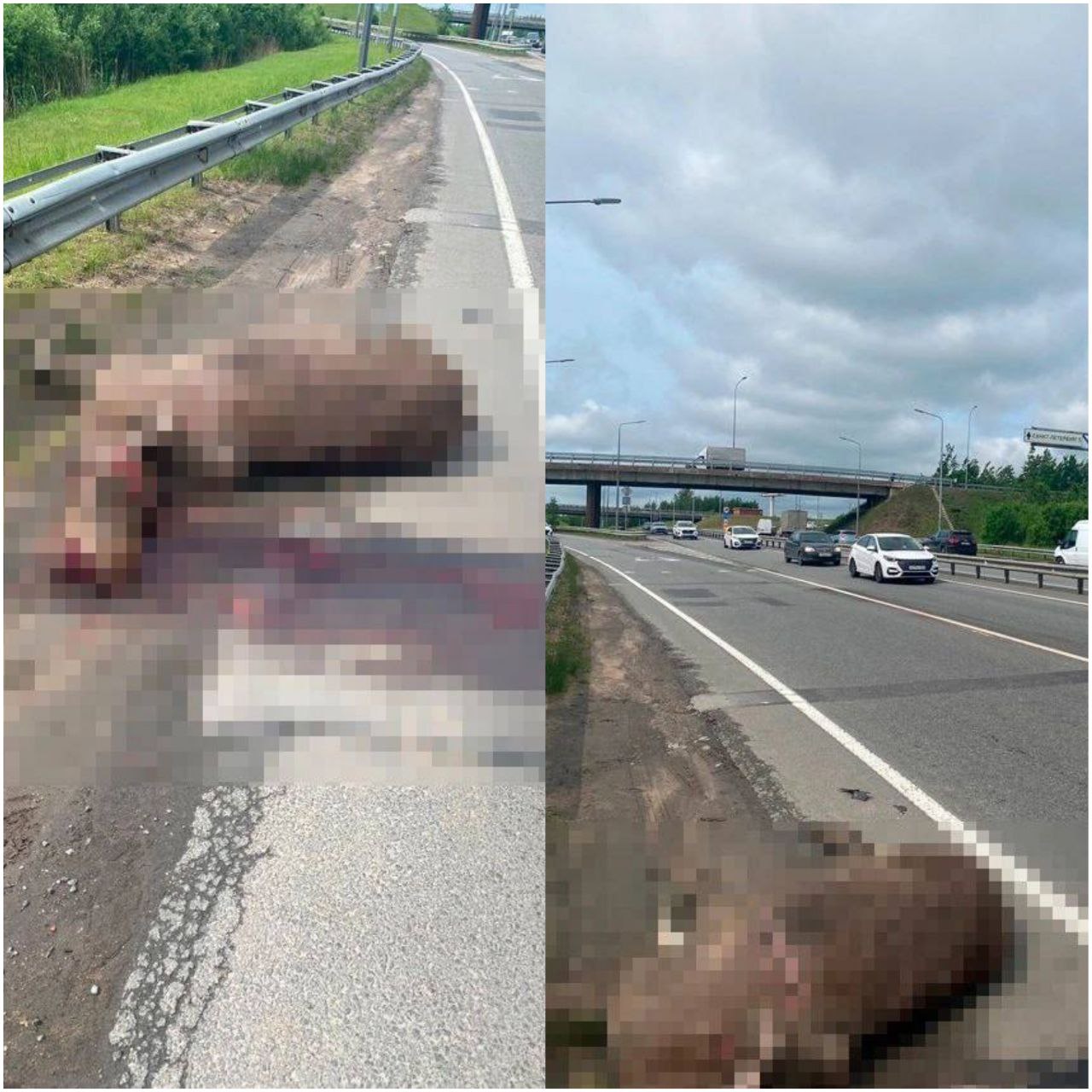 Лося сбил насмерть автомобиль на КАД у развязки с Выборгским шоссе.   По предварительным данным, сохатый погиб после столкновения с Daewoo Nexia. Машина получила серьёзные повреждения, люди не пострадали.