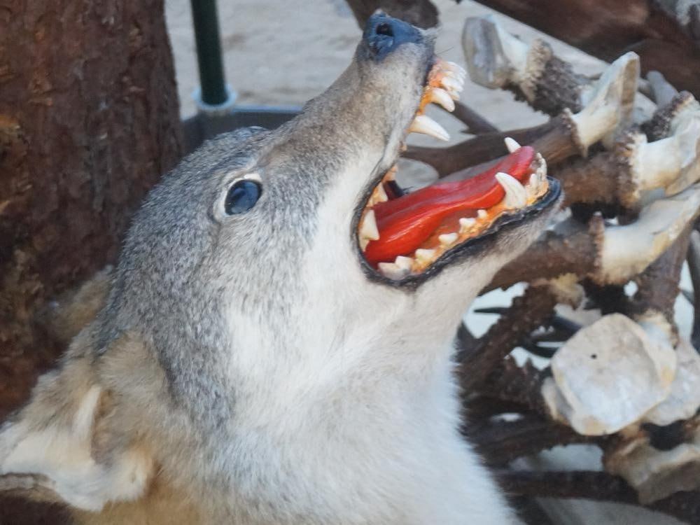 Стая волков вышла к людям в Виноградовском округе Лесники взялись за ружья На территории Виноградовского округа Архангельской области заметили как минимум 11 хищников С целью обеспечить безопасность местных жителей и предотвратить нападение хищников на домашних животных Березниковское обособленное подразделение управления лесничествами организовало охоту на опасных животных В мероприятии участвовали 30 профессиональных охотников Охотники установили сплошную линию сигнальных флажков огородив периметр протяжённостью 9 километров Это позволило контролировать перемещения животных и в итоге локализовать стаю В результате было добыто 6 волков 5 самок и 1 самец Сейчас на территории Виноградовского округа продолжается мониторинг популяции волков