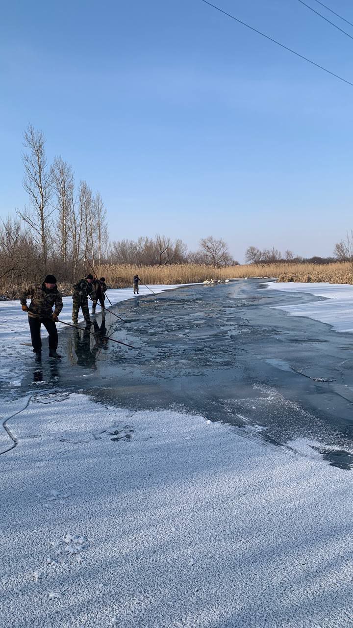 В Ростовской области жители переживают за судьбу лебедей, зимующих на реке  Жители Миллеровского района Ростовской области переживают за судьбу зимующих на реке семьи лебедей. Об этом сообщили  в администрации Титовского сельского поселения.    В селе Титовка на реке Деркул зимуют девять лебедей. Жители считают, что птицы могут просто замерзнуть. Местная администрация и неравнодушные жители организовывают безопасную среду обитания для лебедей в водоеме. Мужчины пытаются разбить окрепший лед, чтобы они смогли подобраться к водорослям. Также для лебедей подготовлена зерновая смесь.    До конца заморозков им будут оказывать всестороннюю помощь.   Подписаться на "Новости Ростова"    Прислать новость    Правила размещения комментариев