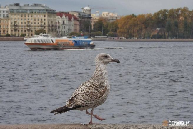 Первая гроза  редкая для осени  в Ленобласти замечена: ее зафиксировали в районе Приморска. Что касается Петербурга, то мы пока видим только сильный ветер, который нагоняет воды в реках и каналах. Уровень воды может достичь 110-130 см – в эту секунду уже за 86.   Делитесь погодными наблюдениями в комментариях    Михаил Огнев / «Фонтанка.ру»