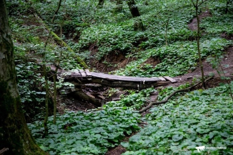 В Таманском лесу Ставрополя ожидается благоустройство Это сейчас во время прогулок мы перебираемся через реку Ташлу по бревнам, а скоро там могут появиться мосты. А еще дорожки для велосипедистов, пешеходов и бегунов. Все это удовольствие будет называться гордым словом "экотерренкуры". Их планируют проложить от Холодных родников до Комсомольского пруда. Заказчиком выступает городское лесничество. Согласно информации на сайте госзакупок, начальная цена контракта — 33,9 млн рублей. Подрядчика уже ищут. От него требуется разработать 7 туристических маршрутов общей протяженностью 18 км. Подробнее о новом проекте благоустройства ЧИТАЙТЕ ТУТ Stavropol.Media Прислать новость