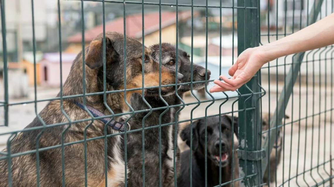 Приют для бродячих животных планируют открыть весной в Краснодаре.  Об этом рассказал глава города Евгений Наумов.  Еще одна из волнующих горожан тем — бездомные животные. Для решения этого вопроса мы достроили первый муниципальный приют в поселке Березовом, он может вмещать до 1 тыс. животных, — отметил мэр.  В приюте животных будут стерилизовать и чипировать. Весной власти обещают оборудовать здание и нанять персонал. После этого приют заработает.   _____________________________ Есть интересная новость?   Присылайте нам     Краснодар Сегодня    ПРИСЛАТЬ НОВОСТЬ