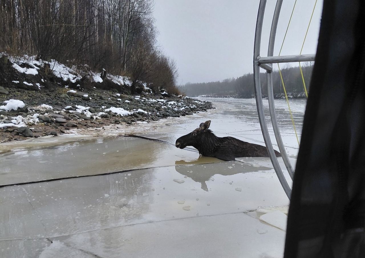 Череповецкие спасатели помогли лосю выбраться из ледяной полыньи Сегодня помощь череповецких спасателей понадобилась необычному утопающему В районе острова Соляной в ледяной полынье оказался лось По словам очевидцев в воду сохатого загнали собаки от которых он убегал Вместе с охотоведом облохотдепартамента спасатели выехали на место и помогли животному выбраться на берег Лось не пострадал и вскоре благополучно скрылся в лесополосе Вологда Регион 35ТВ в MAX