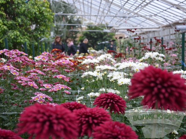 Дендрарий и аптекарский огород Волжская оранжерея ботсада бьет рекорды посещаемости В 2025 году более 43 тысяч гостей посетили площадки Волгоградского регионального ботанического сада Данный показатель стал абсолютным рекордом для учреждения Ключевую роль в росте посещаемости сыграла Волжская оранжерея ботсада Как сообщили Волжский ру в пресс службе областной администрации благодаря реализуемой программе модернизации оранжереи здесь были расширены экспозиционные площадки Проект рассчитан до конца 2026 года Здесь уже заменили светопрозрачное одной из теплиц обустроили новые выставочные зоны ввели в эксплуатацию блочно модульную котельную В оранжерейном комплексе завершена первая очередь установки системы видеонаблюдения Подробнее на Волжский ру www volzsky ru index php wx 16 wx2 82497 ВолжскийРу волжский vlz