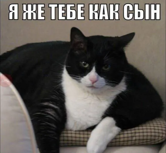 Сходство ДНК человека и кошки составляет 90 С шимпанзе ДНК совпадает на 98 99 мышью на 85 с курицей на 60 Все живые организмы на Земле произошли от одного общего одноклеточного предка который жил 3 5 млрд лет назад