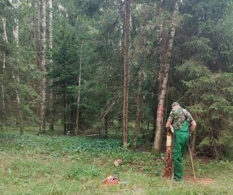 На территории Ямкинского участкового лесничества рядом с жилым комплексом «Воскресенское» Богородского городского округа завершена подготовка лесного участка к уборке неликвидной древесины. Общая площадь отведённого участка составляет 6,5 гектара. В лесничестве уточнили, что работы по проведению санитарно-оздоровительных мероприятий начнутся в августе. «Неликвидная древесина будет сложена в поленницы, которые оставят на месте проведения работ для дальнейшего перегнивания», – сообщила старший участковый лесничий Ногинского филиала ГАУ МО «Мособллес» Татьяна Бекулова.