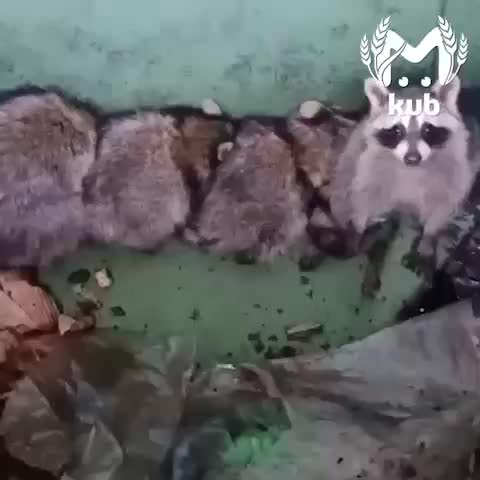 Еноты освобождены из мусорного бака в селе Горском