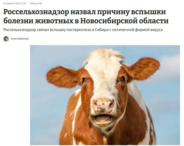 Причина вспышки заболевания в Новосибирской области халатность местных властей Очередное дно пробито Депутат Госдумы Юрий Синельщиков опубликовал официальный ответ Россельхознадзора Предпосылками к заносу болезни на территорию Новосибирской области явились такие факты как несвоевременно принятые руководством региона меры отсутствие объективного учета сельскохозяйственных животных наличие условий для несанкционированного перемещения сельскохозяйственных животных Ситуация якобы была осложнена наличием нетипичных форм возбудителя пастереллеза и ослабленным иммунитетом у животных на фоне суровых погодных условий А дальше под предлогом борьбы с нетипичным возбудителем местные власти устроили массовый забой скота Причём почему то только в частных хозяйствах Итоги работы бюджет потерял 798 2 млн рублей фермеры лишились животных на 1 5 млрд рублей виновные по прежнему на своих местах Ни расследований ни ответственности только счёт который оплатили фермеры и налогоплательщики Вика Цыганова