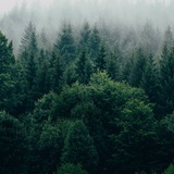 Лесной эталон